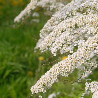 Spiraea cinerea Grefsheim