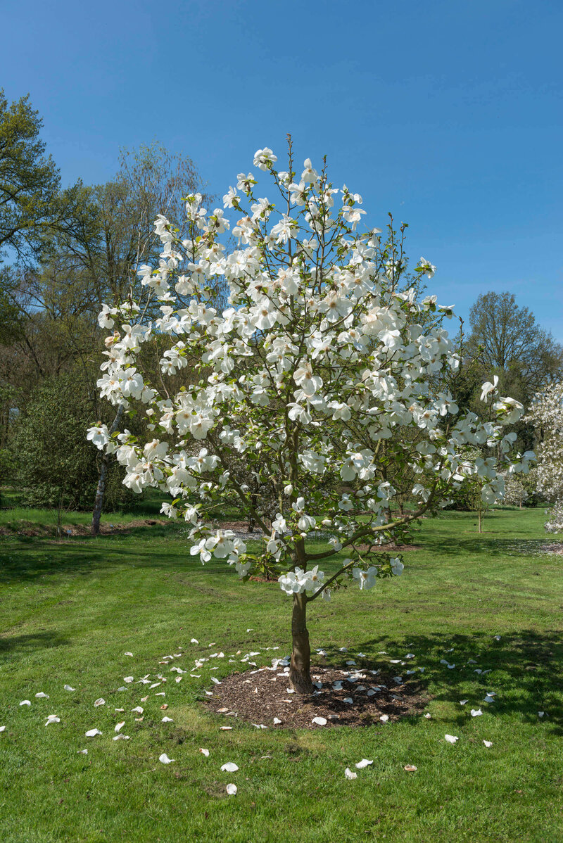 Magnolia kobus