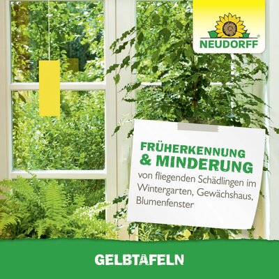 thuja staunsse erkennen Lebensbaum Thuja occidentalis Smaragd 200-220 cm Hhe Ballenware