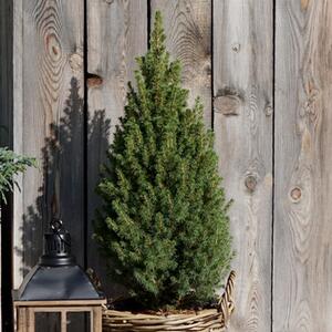 Picea glauca Conica