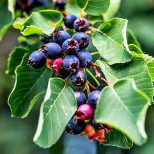 Amelanchier lamarckii