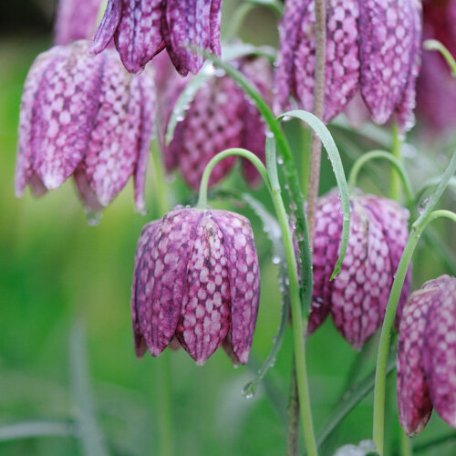 Fritillaria meleagris