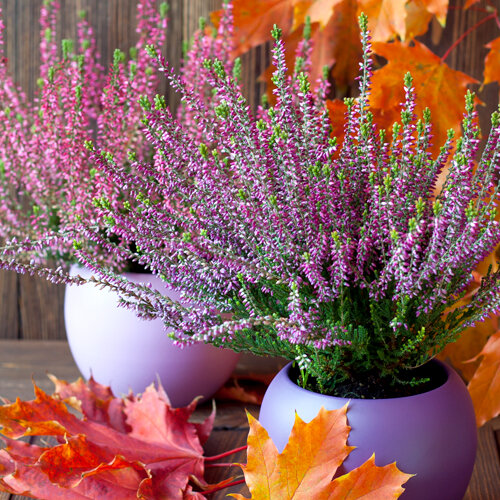 Calluna vulgaris