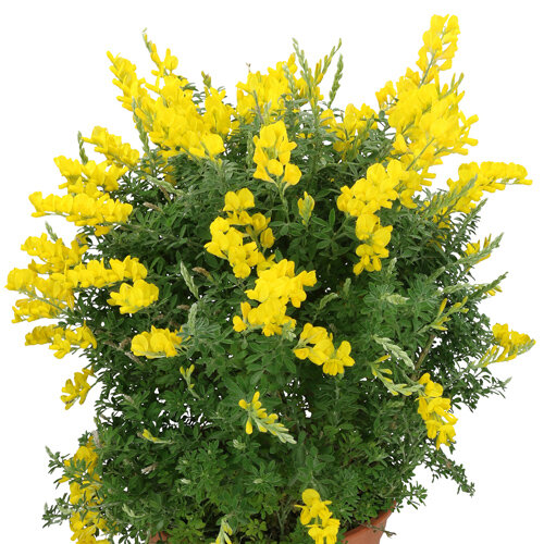 Cytisus racemosus