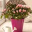 Rhododendron simsii