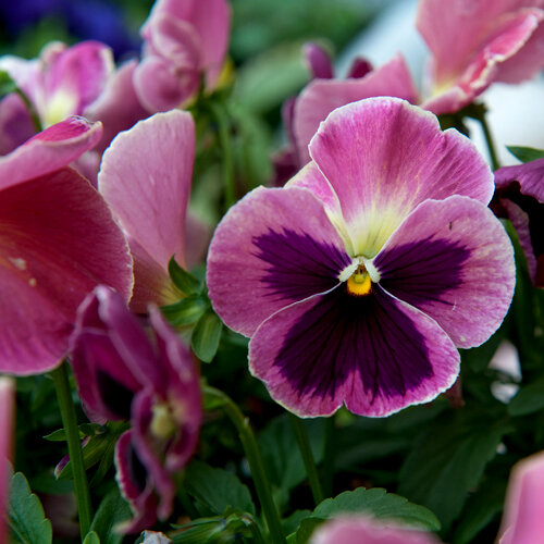 Viola wittrockiana