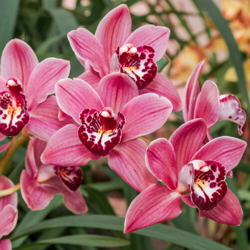 Cymbidium - Hybriden