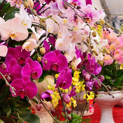 Phalaenopsis - Hybriden