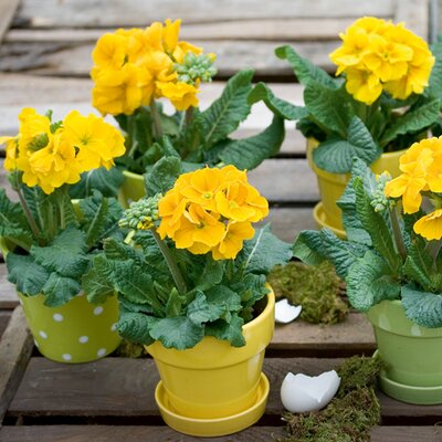 Primula x elatior