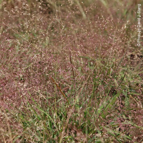 Eragrostis spectabilis