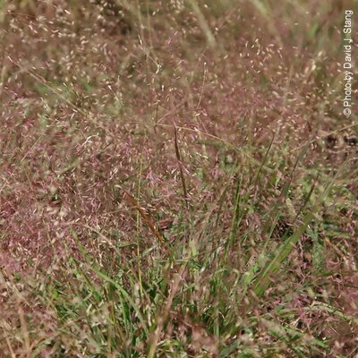 Eragrostis spectabilis