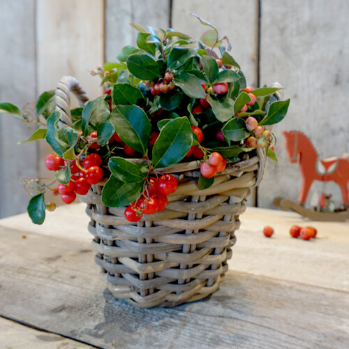 Gaultheria procumbens