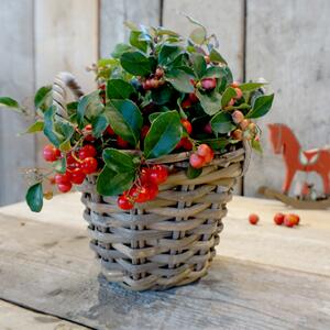 Gaultheria procumbens