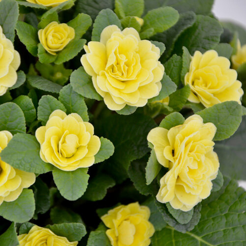 Primula vulgaris Belarina