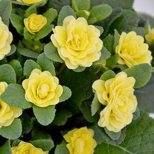 Primula vulgaris Belarina