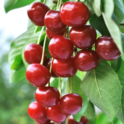Prunus avium Garden Bing