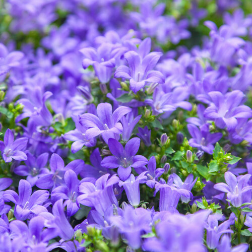 Campanula portenschlagiana
