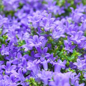 Campanula portenschlagiana