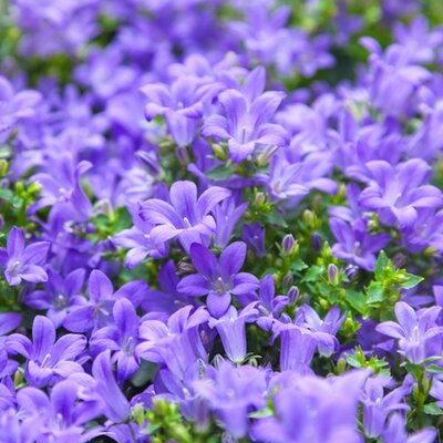 Campanula portenschlagiana