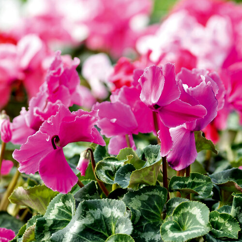 Cyclamen persicum Merengue