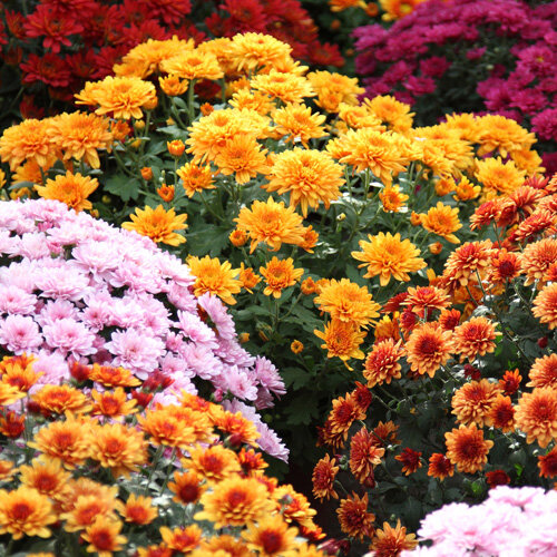 Chrysanthemum indicum