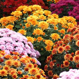 Chrysanthemum indicum