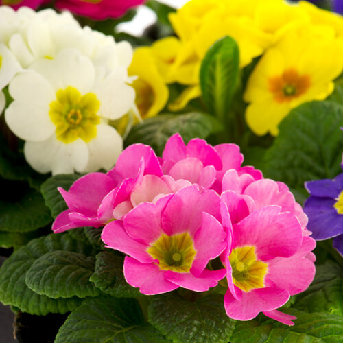 Primula vulgaris