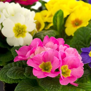 Primula vulgaris