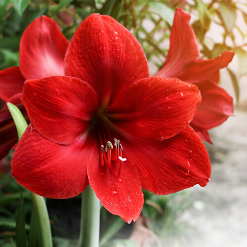 Hippeastrum Hybriden