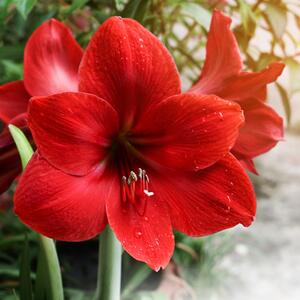 Hippeastrum Hybriden