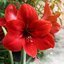 Hippeastrum Hybriden