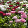 Bellis perennis