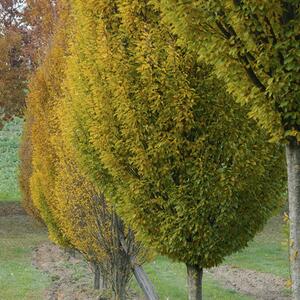 Carpinus betulus Fastigiata