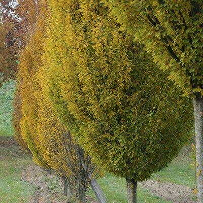 Carpinus betulus 'Fastigiata'