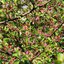 Malus domestica Red Jade