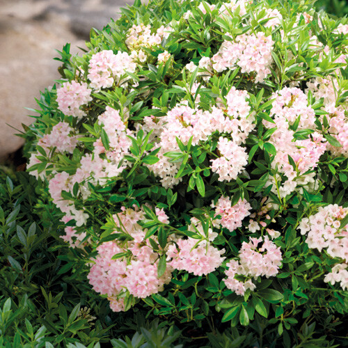 Rhododendron micranthum 'Bloombux' | STARKL