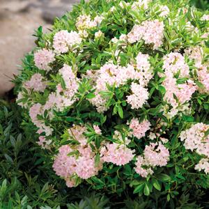 Rhododendron 'Bloombux®'