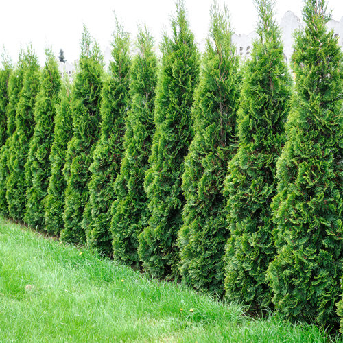Thuja occidentalis Smaragd