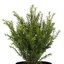 Taxus baccata Renkes Kleiner Grüner