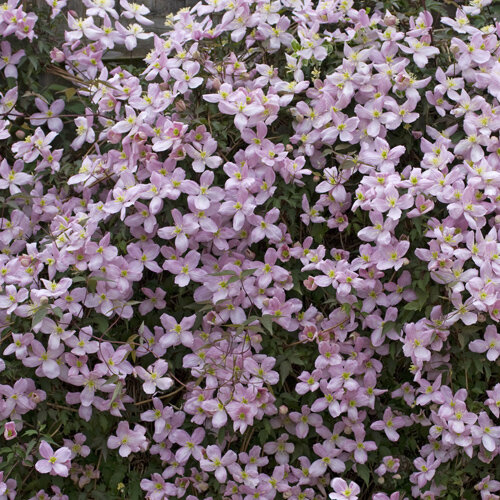 Clematis montana 'Pink Perfection'