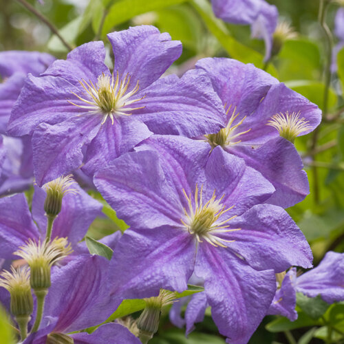 Clematis viticella 'Prince Charles'