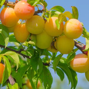 Prunus domestica Mirabelle von Nancy