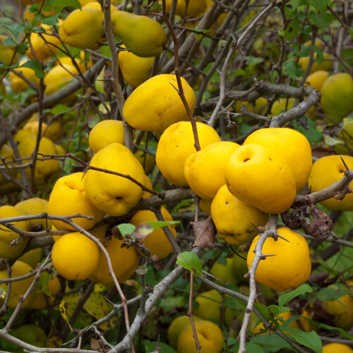 Chaenomeles japonica Cido