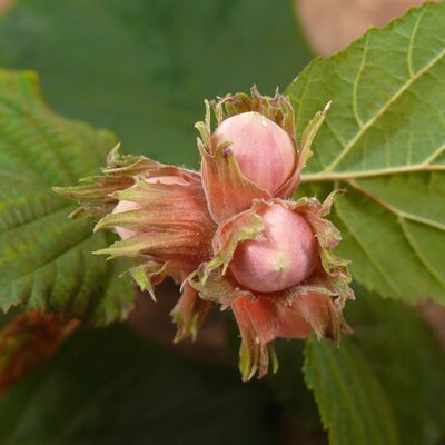  Corylus avellana 'Rotblättrige Zellernuss'