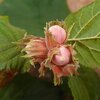  Corylus avellana 'Rotblättrige Zellernuss'