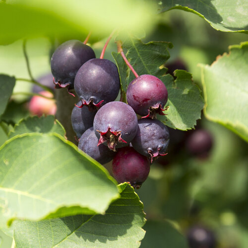 Amelanchier alnifolia Martin