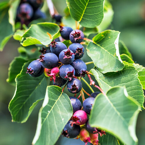 Amelanchier alnifolia Aroma