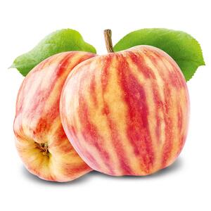 Malus domestica Karneval