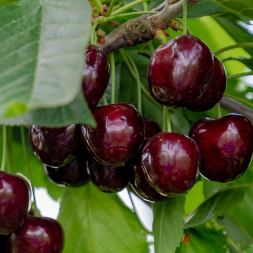 Prunus avium Linda