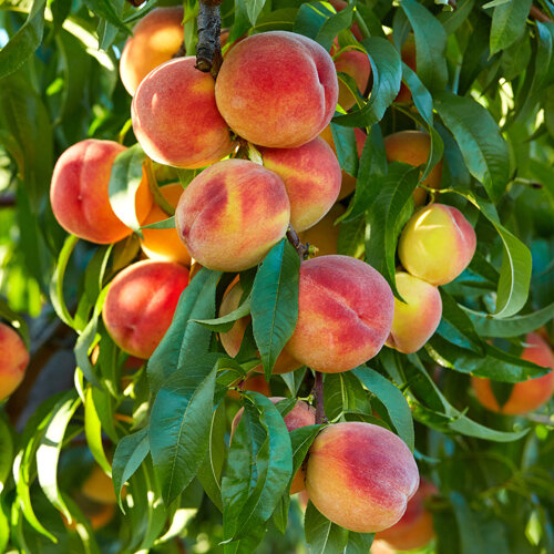 Prunus persica Suncrest